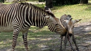 Disney’s Animal Kingdom themapark verwelkomt baby zebra: Het is een jongen!