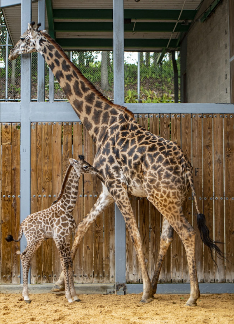 Oh boy! Er is een nieuw Giraffekalf in Disney's Animal Kingdom Theme Park geboren en het is een jongen!