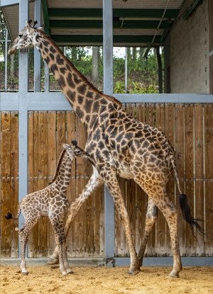 Oh boy! Er is een nieuw Giraffekalf in Disney's Animal Kingdom Theme Park geboren en het is een jongen!