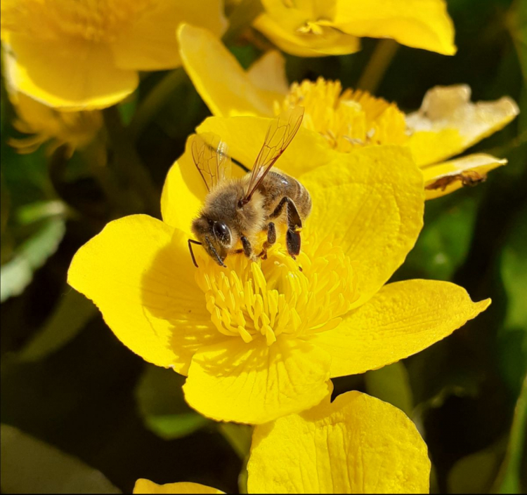 12-jarige Camiel Van Schoors uit Brecht wint publieksprijs National Geographic Fotowedstrijd 2021 - categorie junior Dier