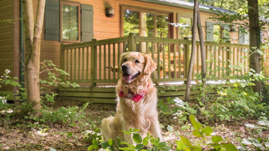Met je hond naar Disney Davy Crockett Ranch