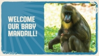 Disney’s Animal Kingdom verwelkomt een baby mandril – Het is een meisje!