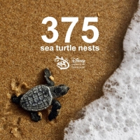 Gerehabiliteerde zeeschildpadden maken een gevierde terugkeer naar huis