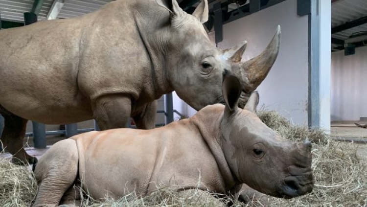 Baby White Rhino krijgt naam bij Disney's Animal Kingdom